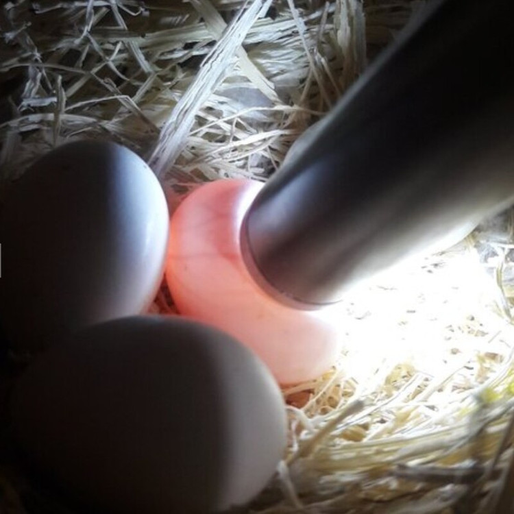 چراغ نطفه سنج استیل کوچک ابزار پرورش پرنده