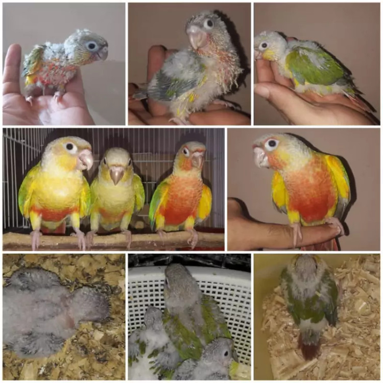 سرلاک پرنده مخصوص جوجه پرندگان زینتی طوطیسانان ۵۰۰ گرمی