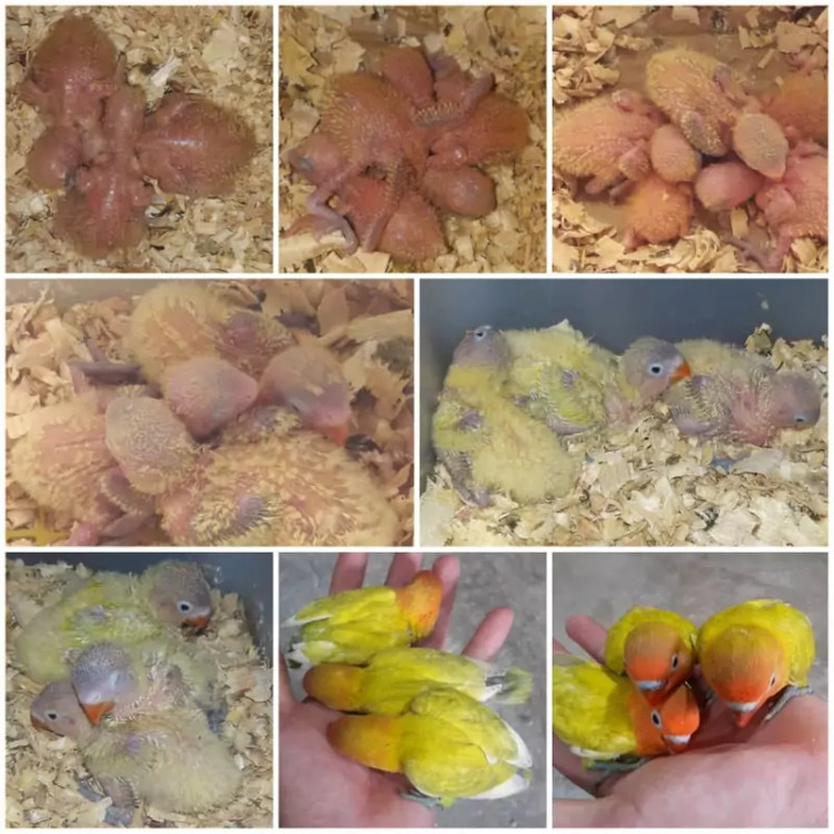 سرلاک پرنده مخصوص جوجه پرندگان زینتی طوطیسانان ۵۰۰ گرمی